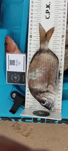 Fish Measure Picture